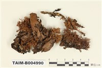 藏品(球粉衣屬)的圖片